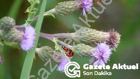Dizüstü Bilgisayarın Ölümü: Yeni ve Devrimsel Elektronik Cihazlar