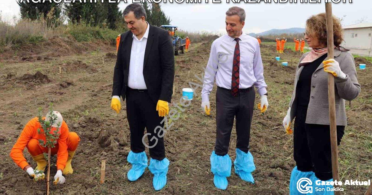 "Dalaman Açık Cezaevi Arazisi Sakız Ağaçlarıyla Ekonomiye Kazandırılıyor" başlıklı haber için fotore