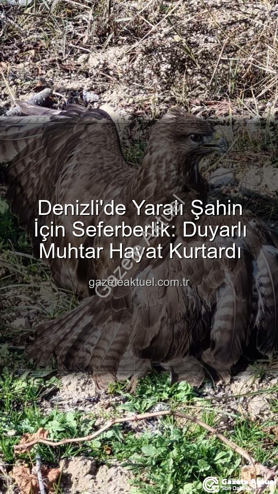 Denizli'de yaralı şahin - Denizli'de Yaralı Şahin İçin Seferberlik: Duyarlı Muhtar Hayat Kurtardı