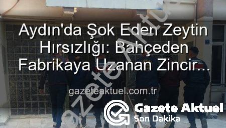 Aydın’da Şok Eden Zeytin Hırsızlığı: Bahçeden Fabrikaya Uzanan Zincir ve Gözaltılar
