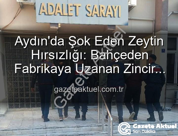 zeytin hırsızlığı - Aydın'da Şok Eden Zeytin Hırsızlığı: Bahçeden Fabrikaya Uzanan Zincir ve Gözaltılar