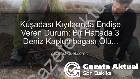 Kuşadası Kıyılarında Endişe Veren Durum: Bir Haftada 3 Deniz Kaplumbağası Ölü Bulundu