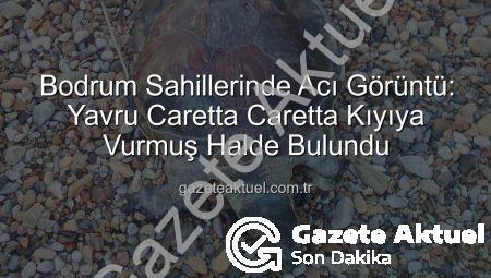 Bodrum Sahillerinde Acı Görüntü: Yavru Caretta Caretta Kıyıya Vurmuş Halde Bulundu