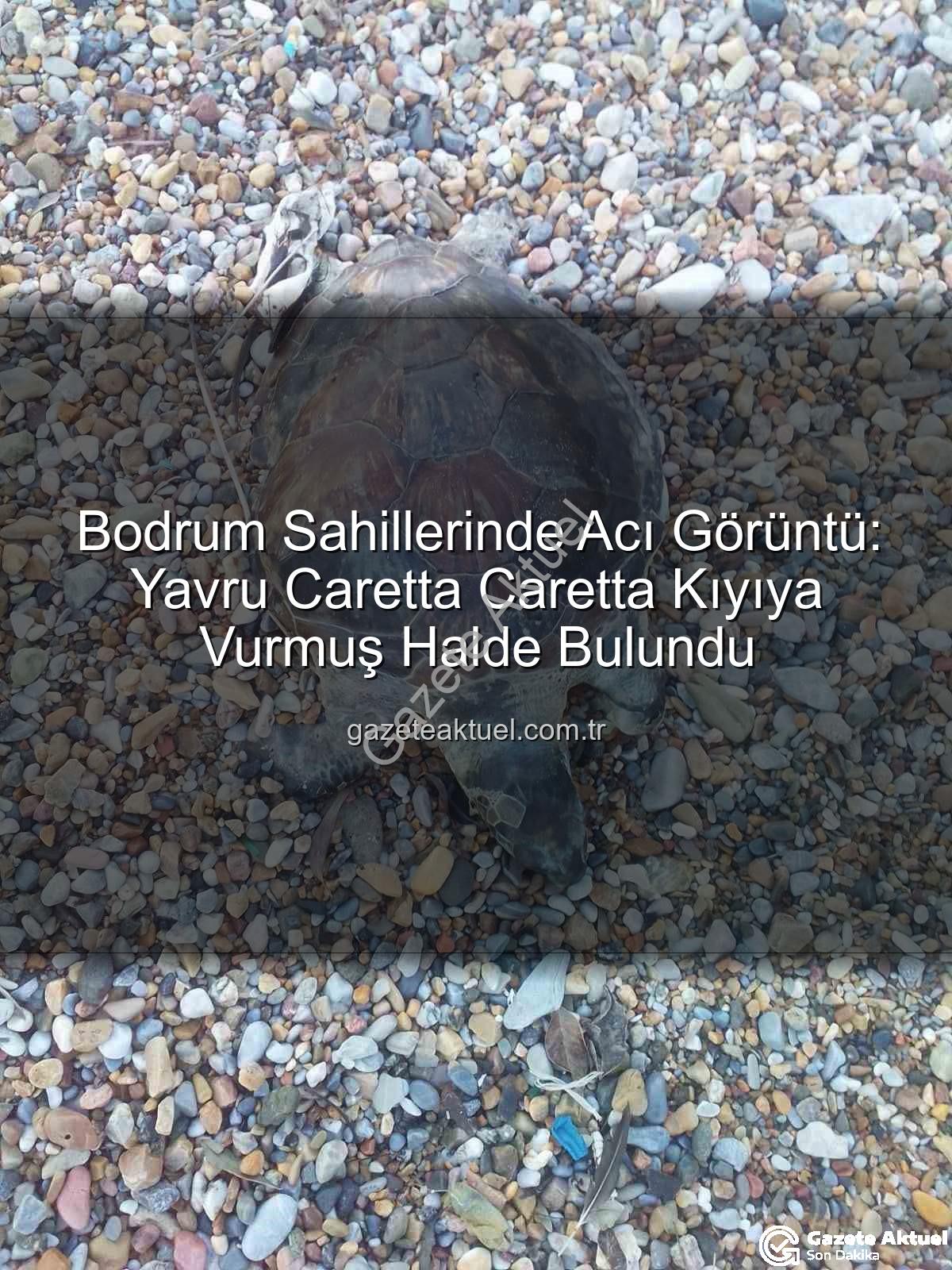 yavru caretta caretta - Bodrum Sahillerinde Acı Görüntü: Yavru Caretta Caretta Kıyıya Vurmuş Halde Bulundu