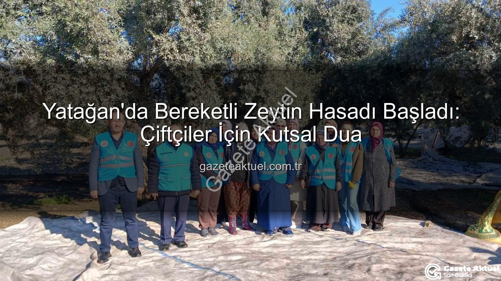 Yatağan zeytin hasadı - Yatağan'da Bereketli Zeytin Hasadı Başladı: Çiftçiler İçin Kutsal Dua