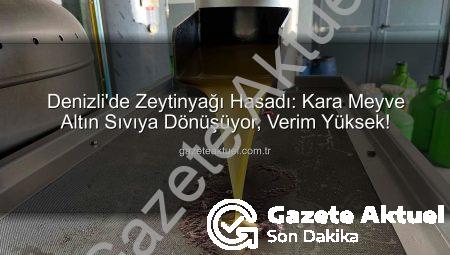 Denizli’de Zeytinyağı Hasadı: Kara Meyve Altın Sıvıya Dönüşüyor, Verim Yüksek!