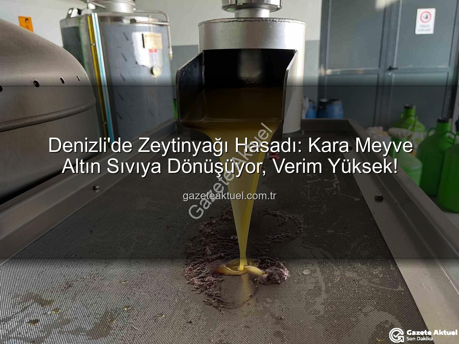 zeytinyağı hasadı - Denizli'de Zeytinyağı Hasadı: Kara Meyve Altın Sıvıya Dönüşüyor, Verim Yüksek!