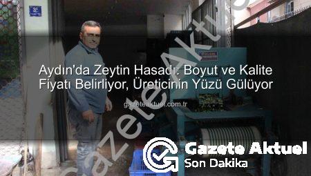 Aydın’da Zeytin Hasadı: Boyut ve Kalite Fiyatı Belirliyor, Üreticinin Yüzü Gülüyor