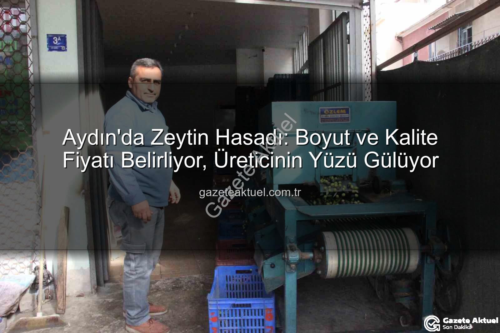zeytin hasadı - Aydın'da Zeytin Hasadı: Boyut ve Kalite Fiyatı Belirliyor, Üreticinin Yüzü Gülüyor