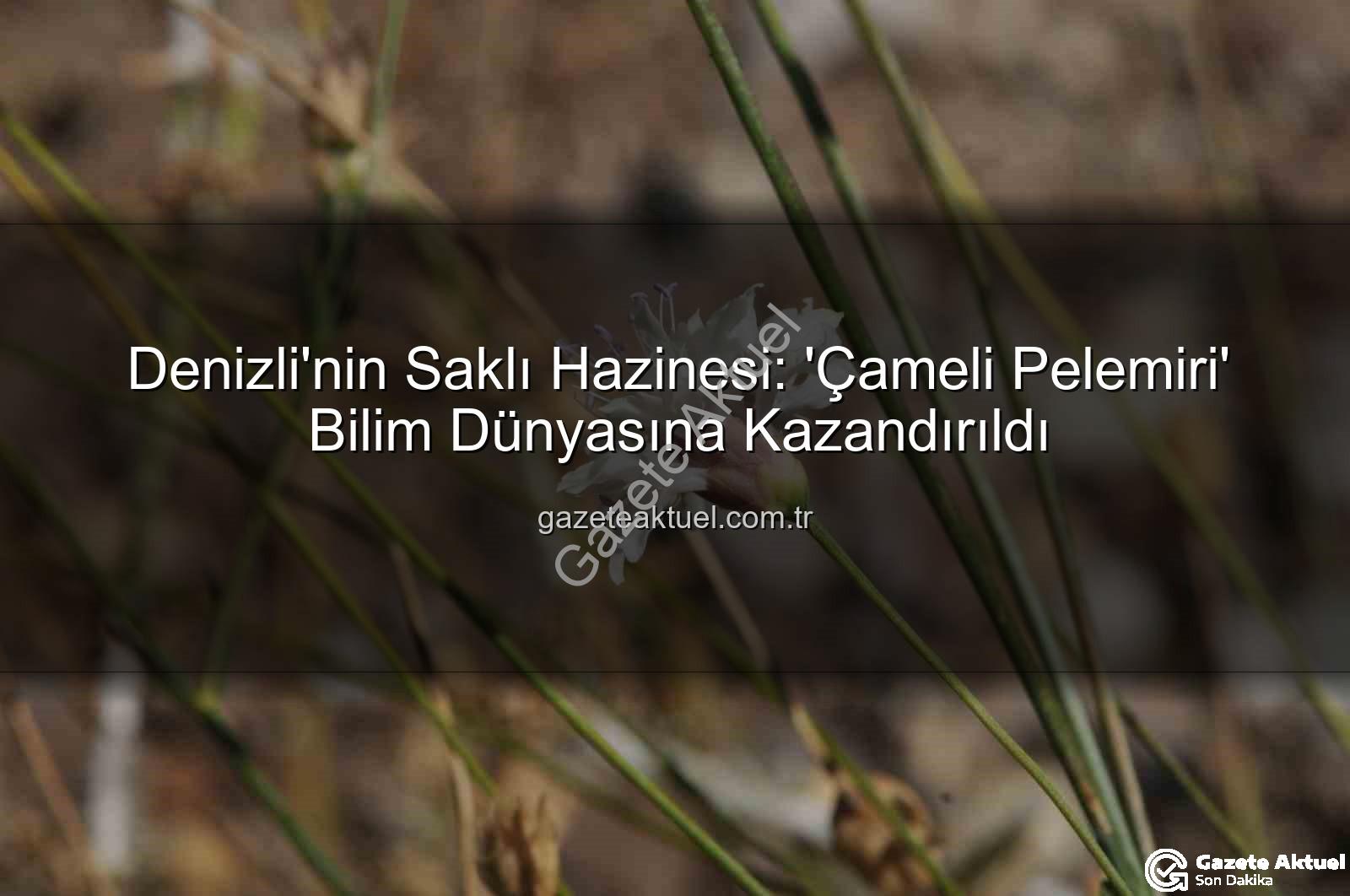 Çameli pelemiri - Denizli'nin Saklı Hazinesi: 'Çameli Pelemiri' Bilim Dünyasına Kazandırıldı