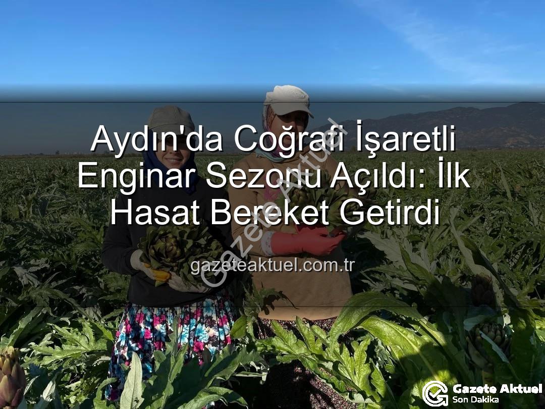 Aydın Enginarı - Aydın'da Coğrafi İşaretli Enginar Sezonu Açıldı: İlk Hasat Bereket Getirdi