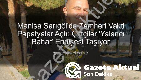 Manisa Sarıgöl’de Zemheri Vakti Papatyalar Açtı: Çiftçiler ‘Yalancı Bahar’ Endişesi Taşıyor