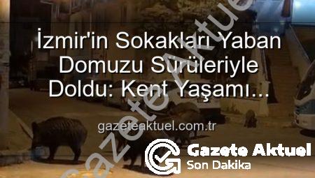 İzmir’in Sokakları Yaban Domuzu Sürüleriyle Doldu: Kent Yaşamı Doğayla İç İçe Geçti