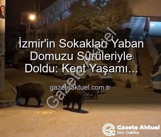 İzmir'in Sokakları Yaban Domuzu Sürüleriyle Doldu: Kent Yaşamı Doğayla İç İçe Geçti